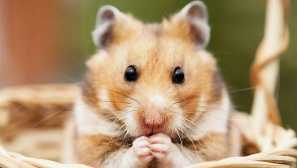 Kako izbrati ime za dekle girl